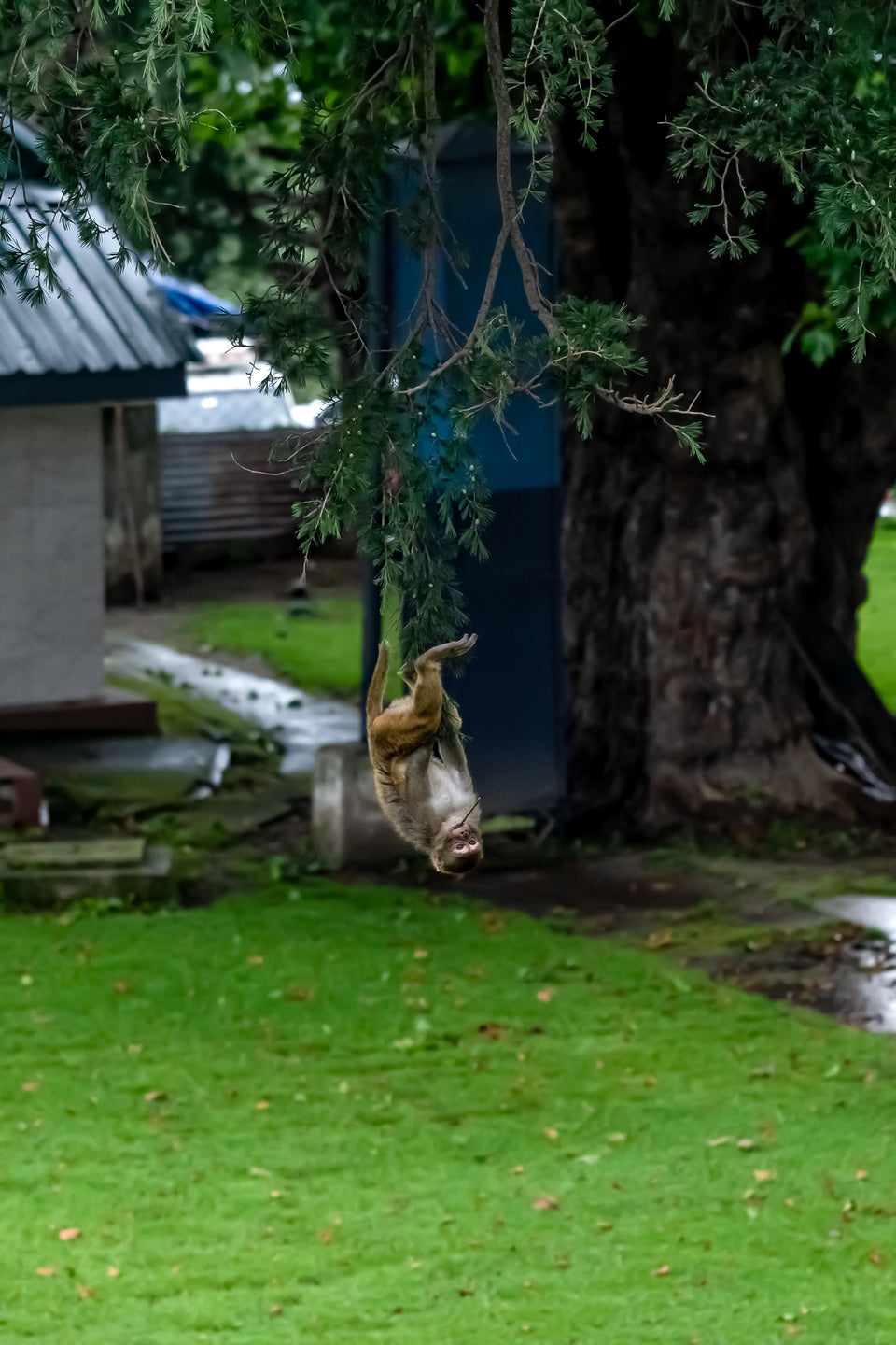 A monkey hangs upside down from a tree branch in a grassy outdoor area with a blue structure and large tree trunk in the background.